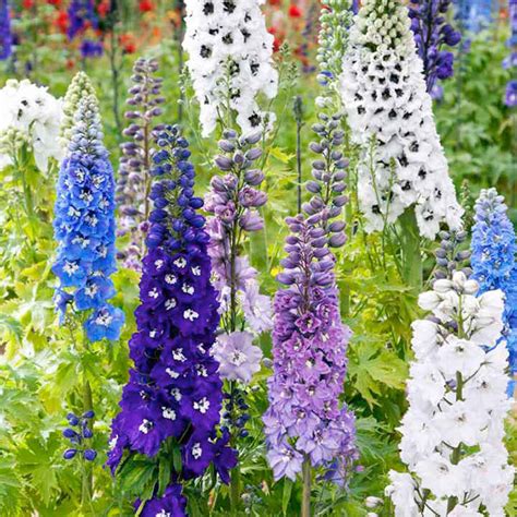 The Spiritual Significance of Magic Springs Mix Delphiniums in Native American Culture